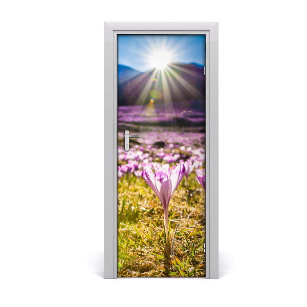 Fototapeta na dveře Livada planinskih šafrana