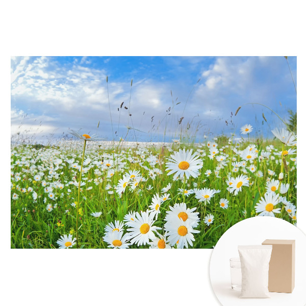 Velká fototapeta na zeď Květinová louka v létě