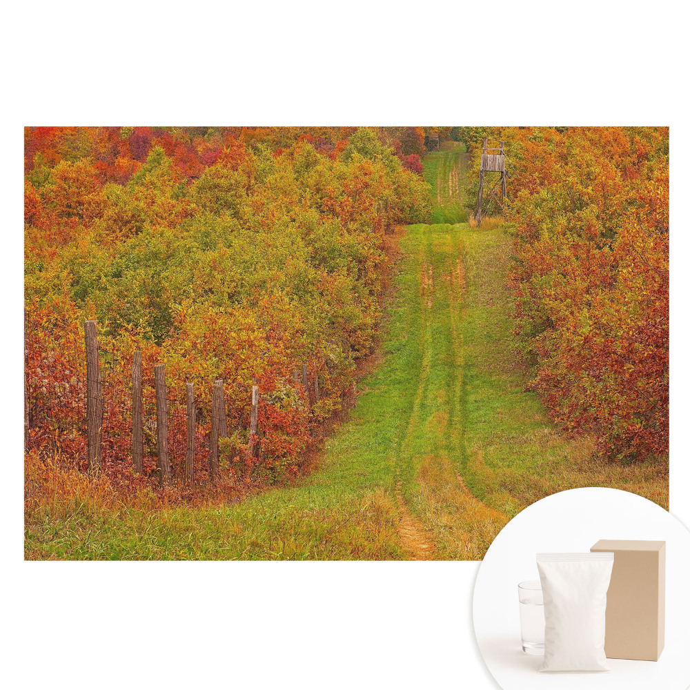 Fotografická tapeta na netkané textilii Podzimní cesta mezi barevnými stromy