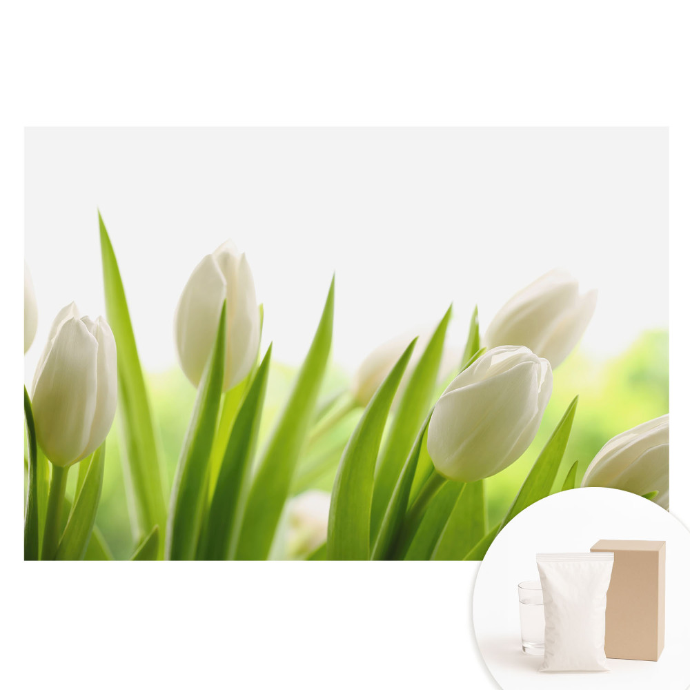 Fotografická tapeta na netkané textilii Jemné bílé tulipány, moderní elegance