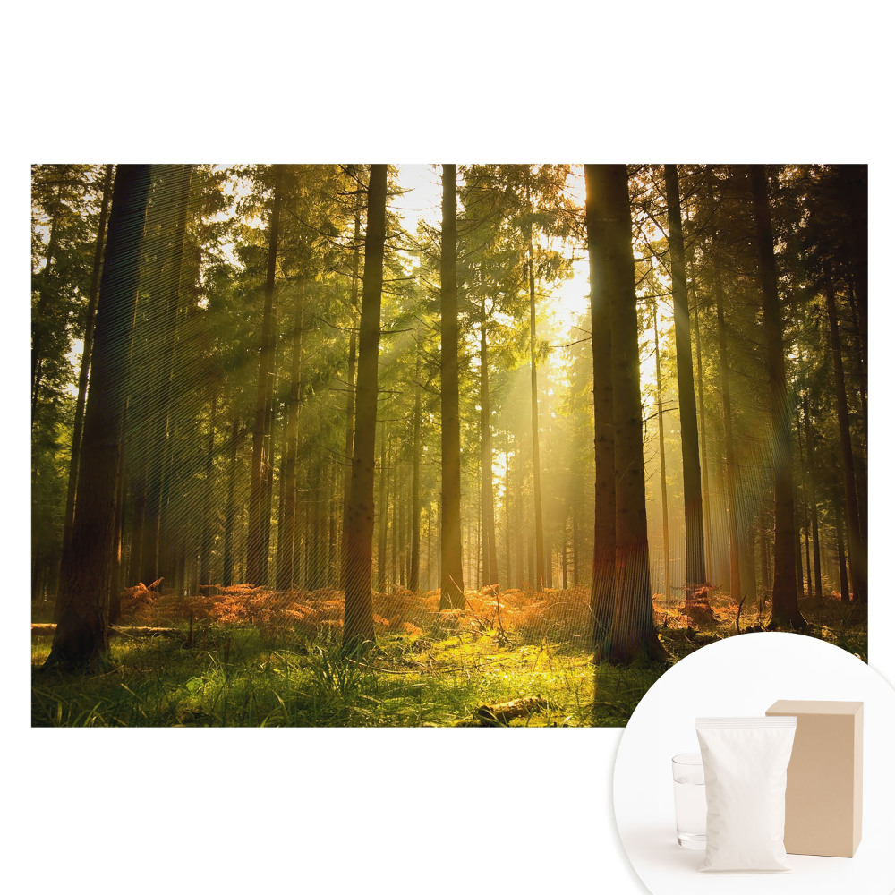 Netkaná tapeta s potiskem Slunečný les ráno