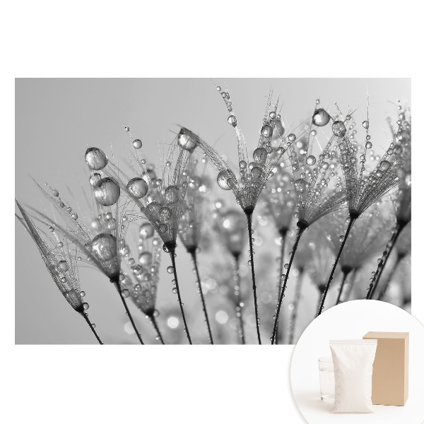 Fototapeta s potiskem na netkané textilii Kapky na semínka pampelišky