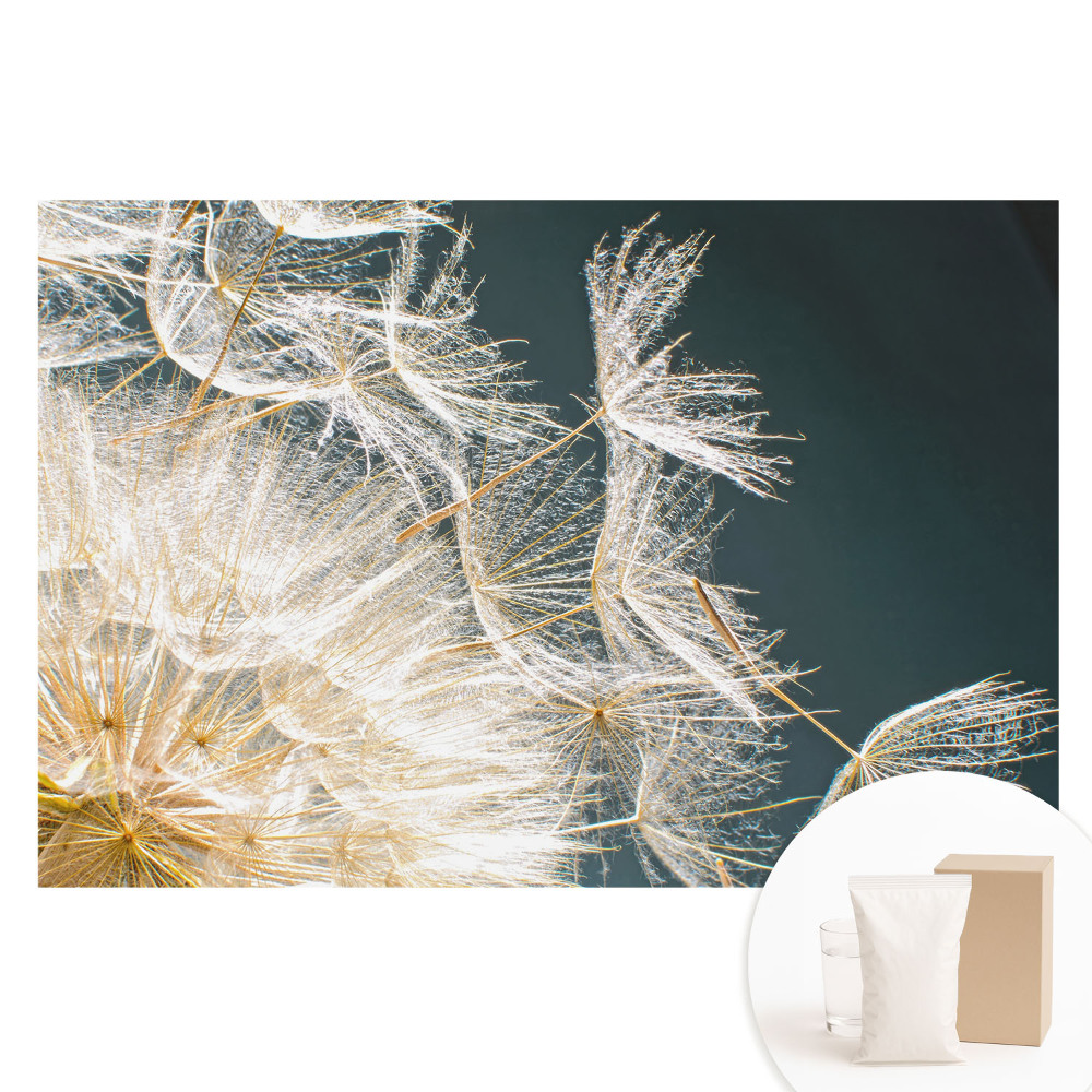 Fototapeta s potiskem na netkané textilii Éterická semínka křehké pampelišky