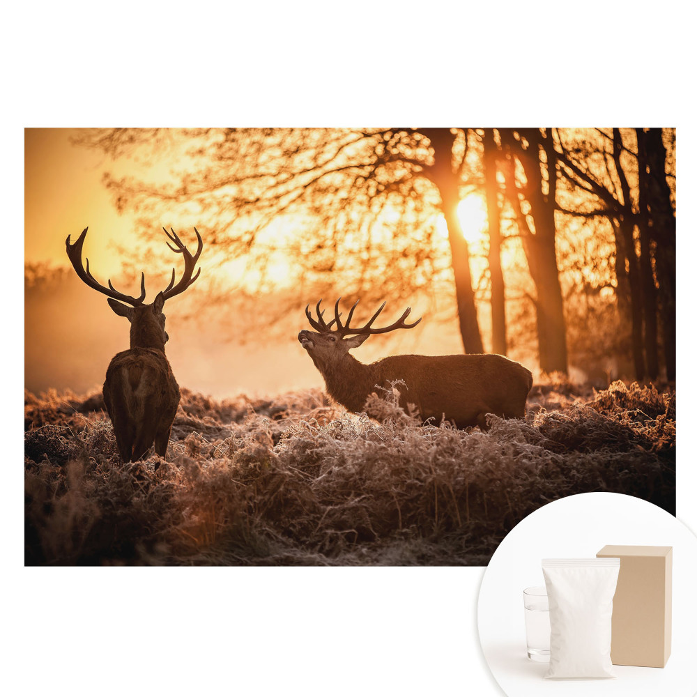 Fotografická tapeta na netkané textilii Podzimní jelen ve světle východu slunce
