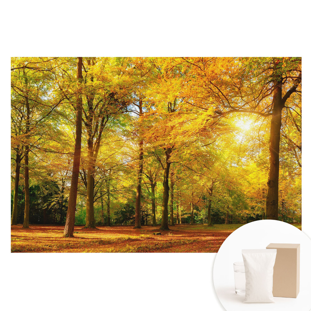 Fototapeta na netkané textilii Podzimní panorama lesa plného barevného listí