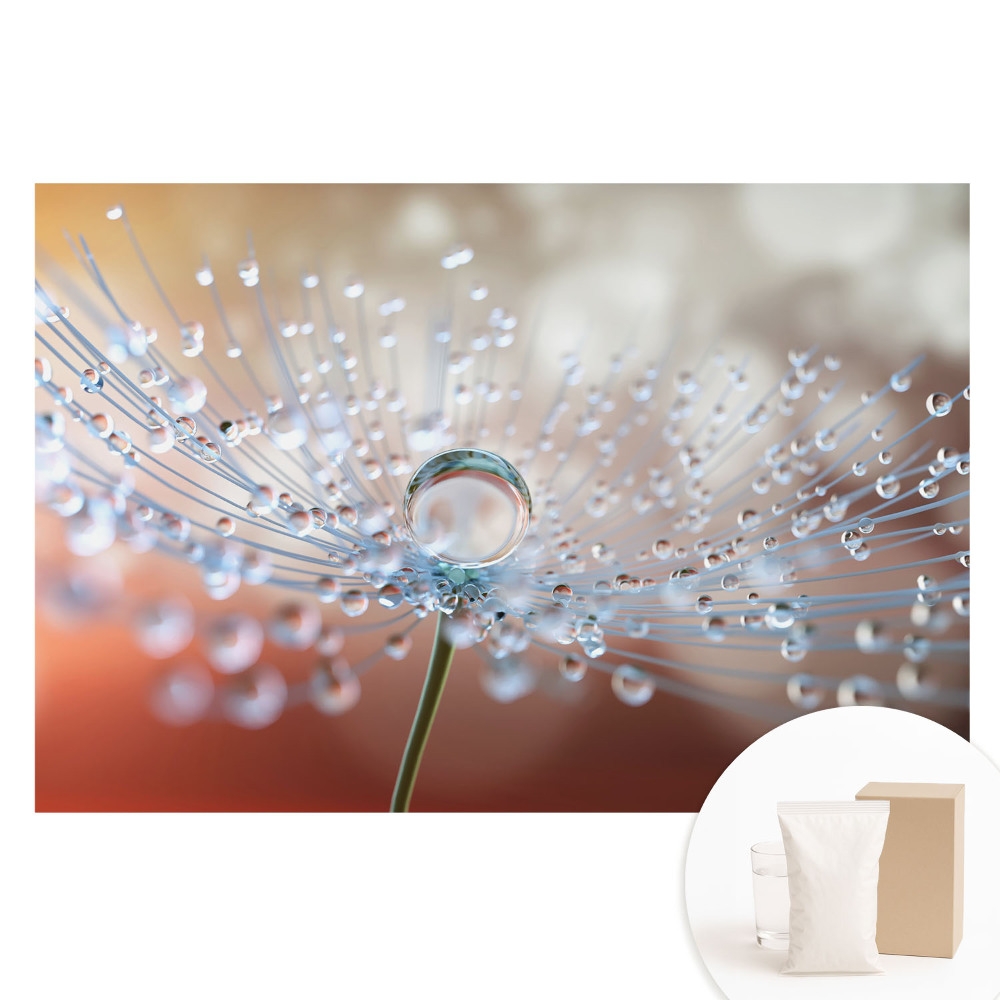 Fototapeta na netkané textilii Průhledná kapka na vláknech pampelišky