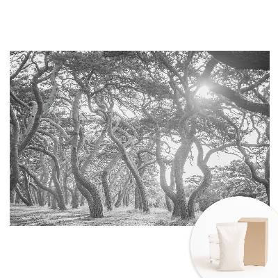 Fotografická tapeta na netkané textilii Tajemný, klasický les