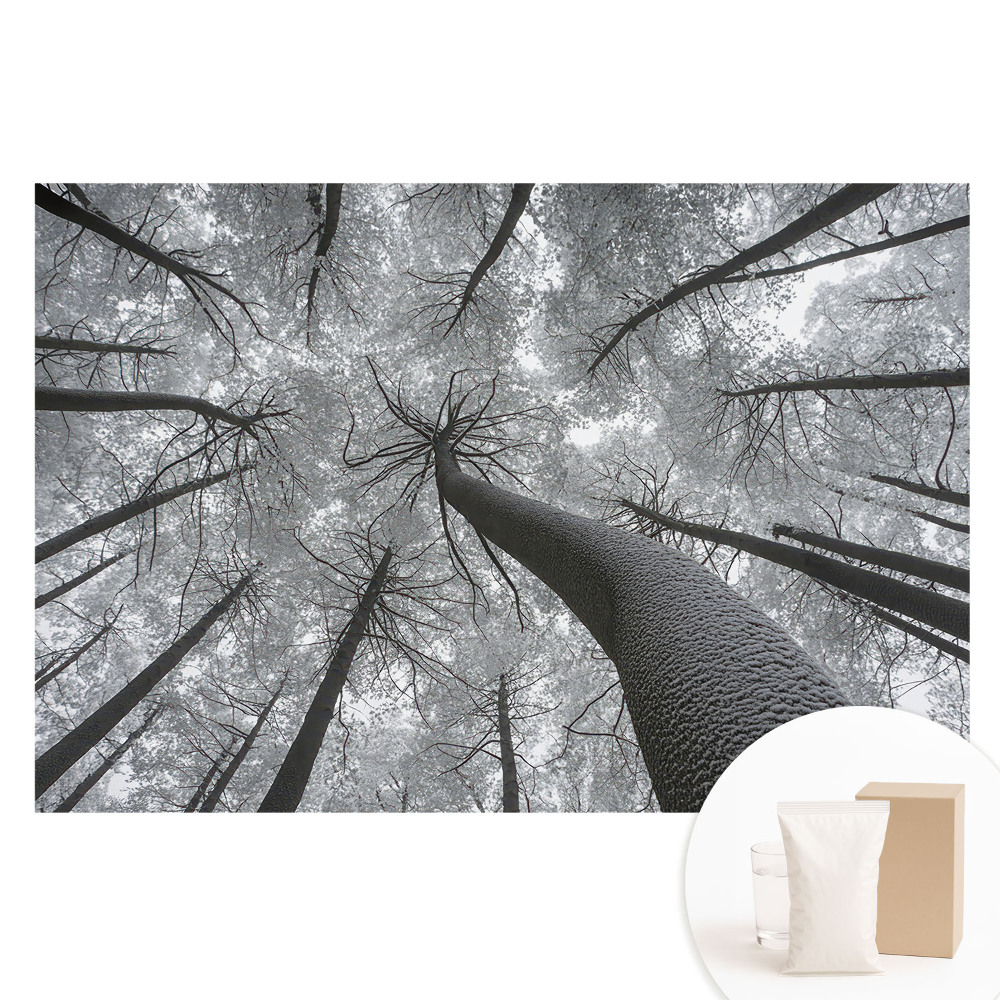 Fototapeta na netkané textilii Zimní les zespodu