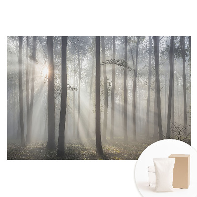 Velká fototapeta na zeď Ranní klid mezi stromy