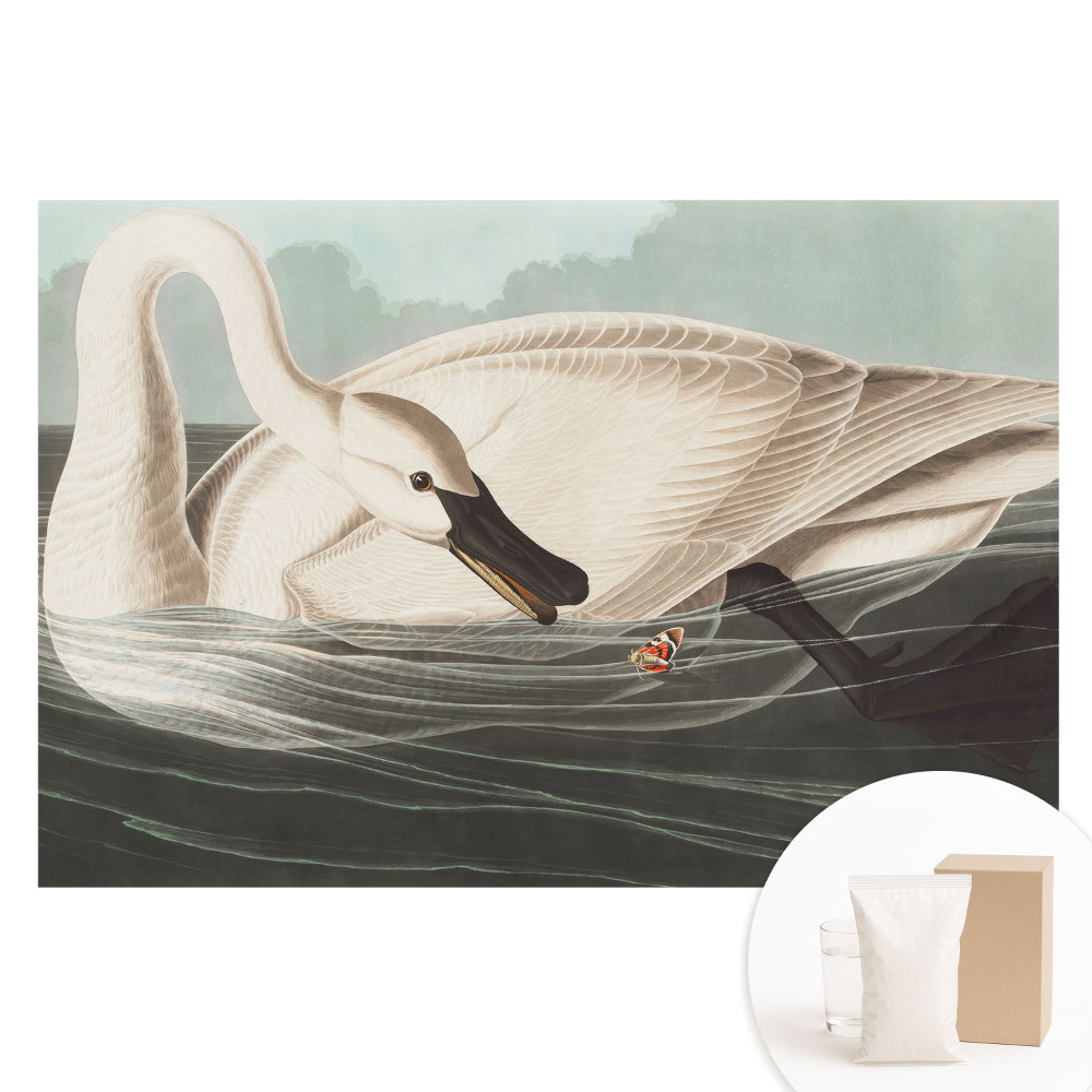Fototapeta s potiskem na netkané textilii Labuť na vodní hladině