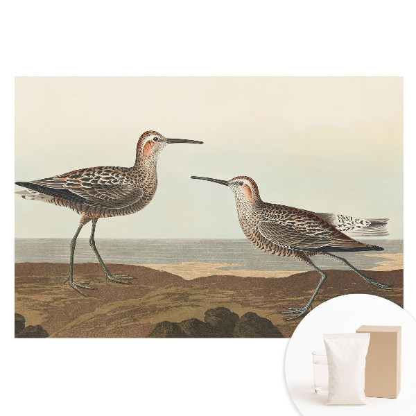 Fotografická tapeta na netkané textilii Dva ptáci na břehu moře