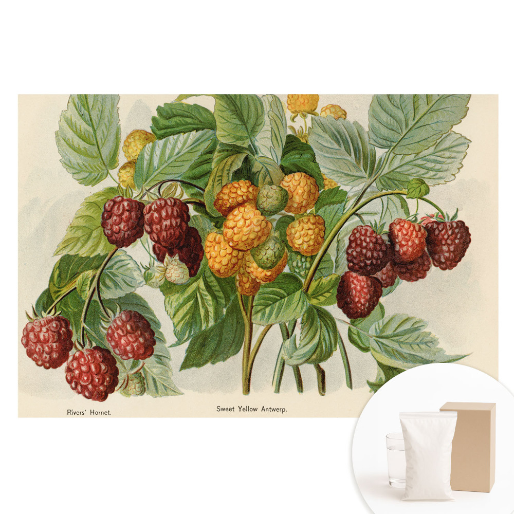 Velká fototapeta na zeď s motivem botanické ilustrace malin