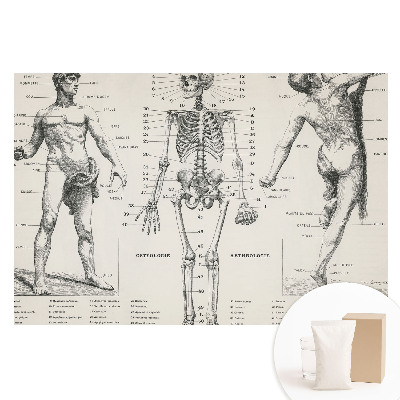 Netkaná tapeta Anatomické ilustrace v retro stylu