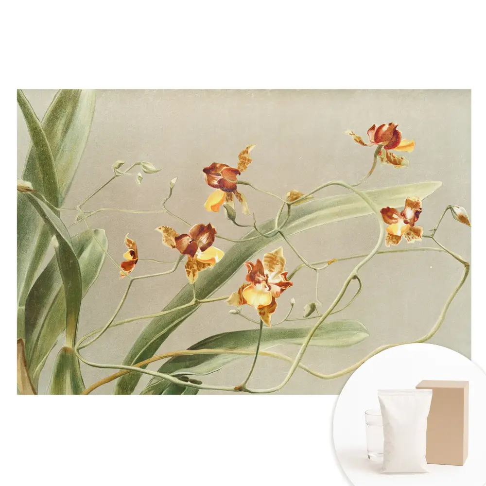 Fototapeta na vliesu Krásné orchideje na šedém pozadí