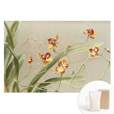 Fototapeta na vliesu Krásné orchideje na šedém pozadí