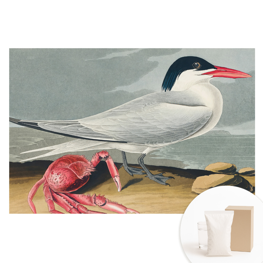 Fotografická tapeta na netkané textilii Pták a krab, klasický duet přírody