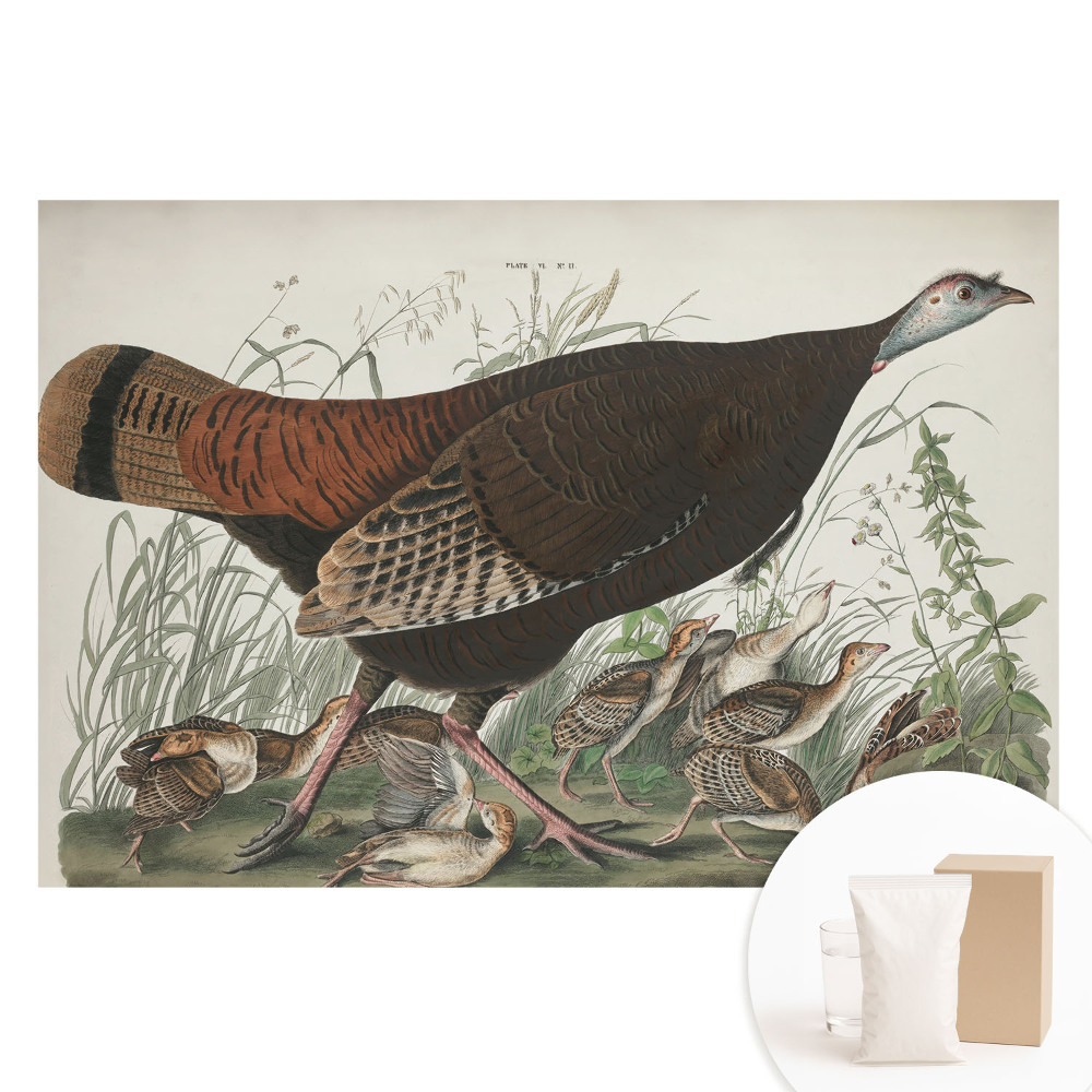 Fototapeta s potiskem na netkané textilii Přírodní ilustrace divokého krocana