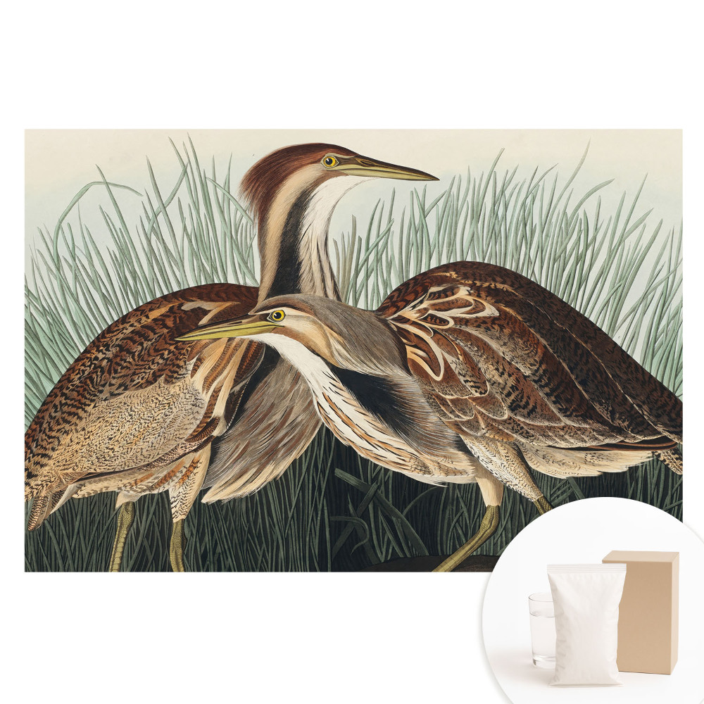 Velká fototapeta na zeď Ptáci v trávě Klasický realismus Symetrie