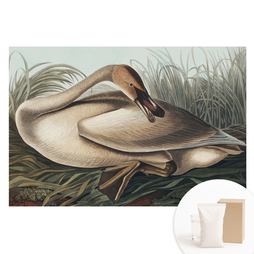 Fototapeta na netkané textilii Klasická labuť s rostlinami v pozadí