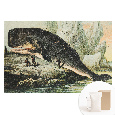 Fototapeta na netkané textilii Vorvaň na břehu v klasickém prostředí