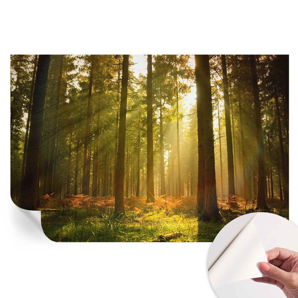 Samolepicí fototapeta do ložnice Lesní ráno