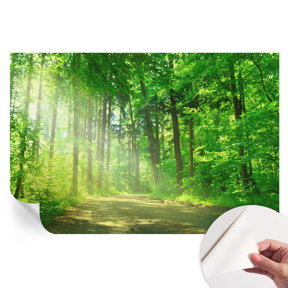 Moderní fototapeta do obývacího pokoje s motivem lesní cesty