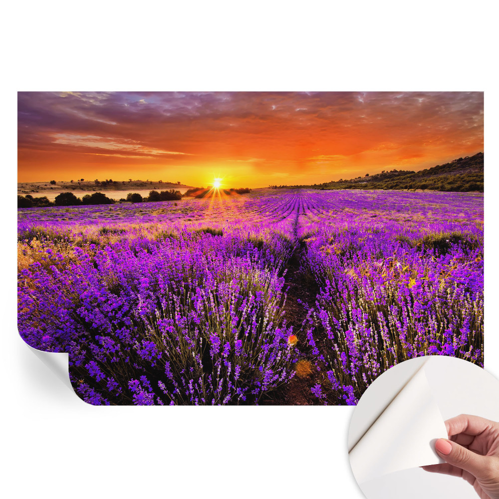Samolepicí fototapeta Levandulový západ slunce