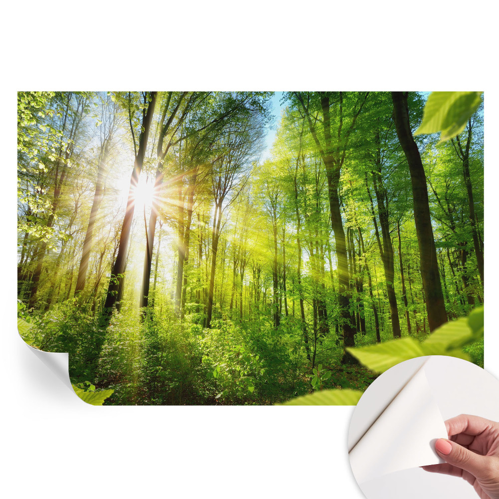 Samolepicí fototapeta Lesní světlo