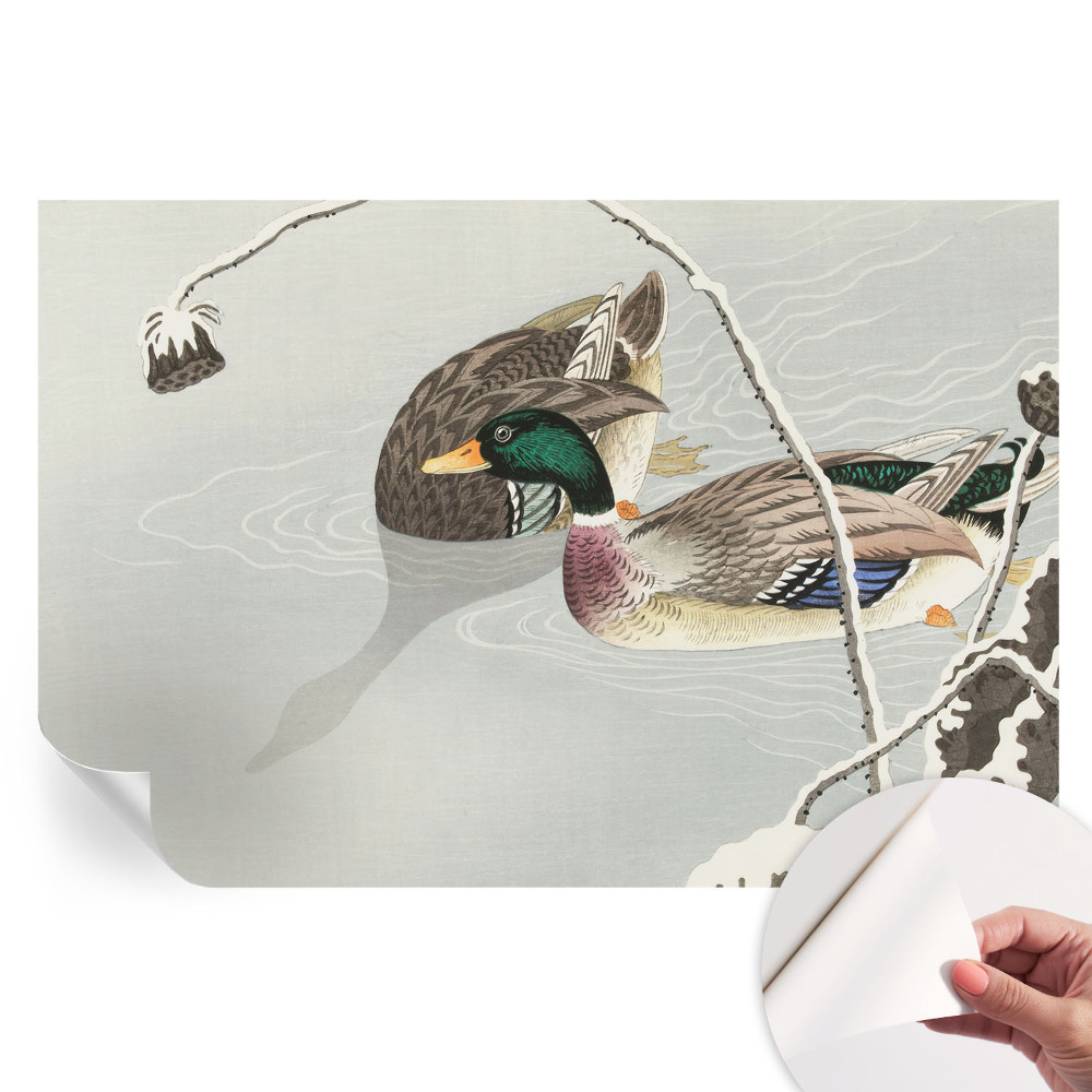 Moderní fototapeta do obývacího pokoje Klidné kachny