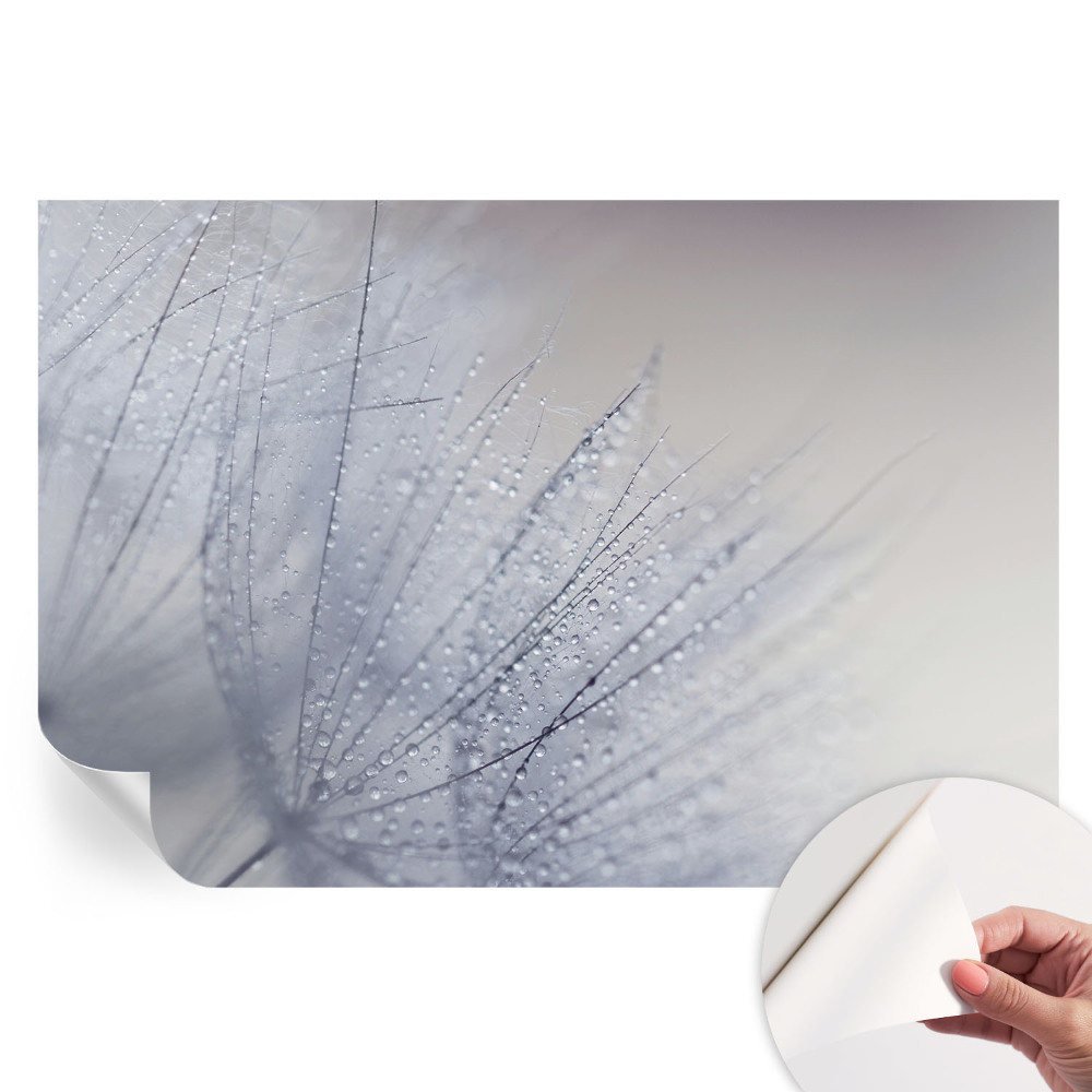 Moderní fototapeta do obývacího pokoje Rosná pampeliška