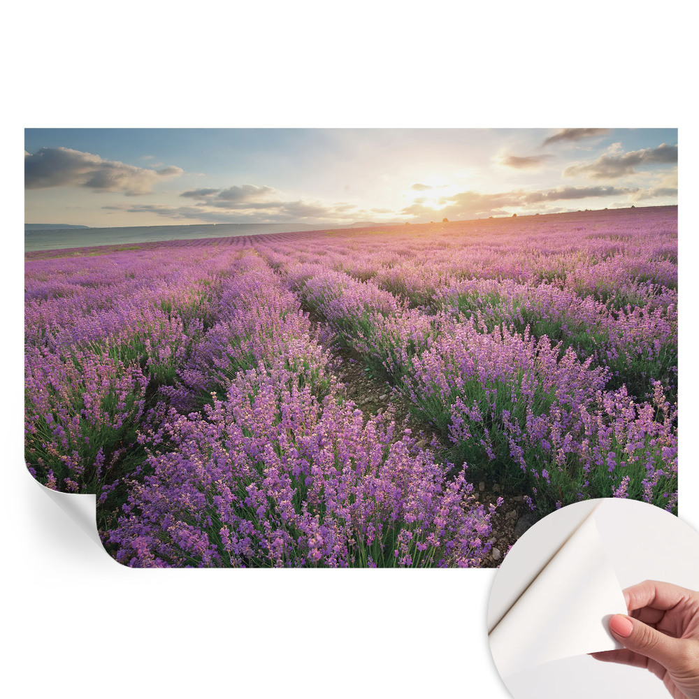 Samolepicí fototapeta Levandulová pole