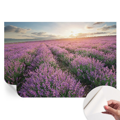 Samolepicí fototapeta Levandulová pole