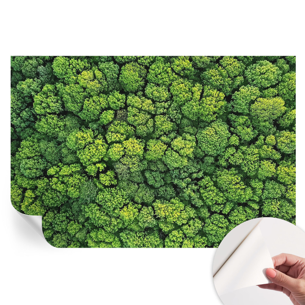 Samolepicí fototapeta Lesní panorama