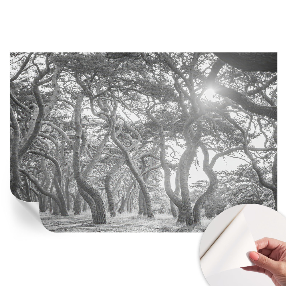 Samolepicí fototapeta Atmosférický les