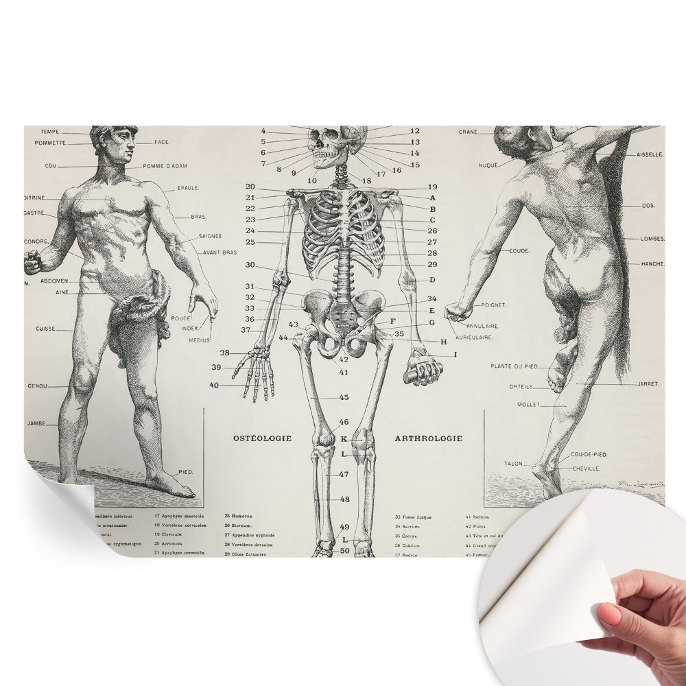 Samolepicí fototapeta do ložnice Klasická anatomie
