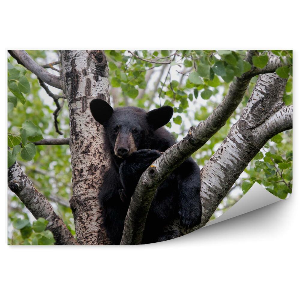 Fototapeta Medvídek na stromě zvířecí mládě