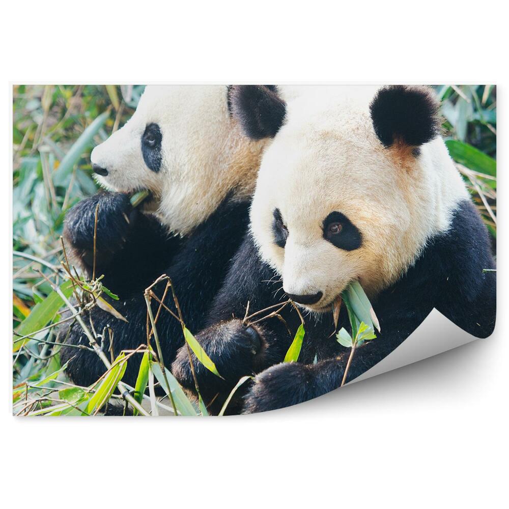 Fototapeta Dvě pandy pojídající bambus