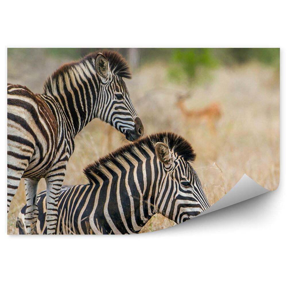 Fototapeta na zeď Zebra s mláďaty na pozadí suché trávy
