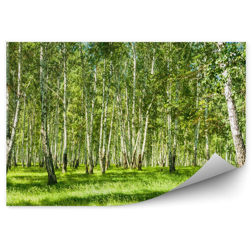 Fototapeta Březový les za slunečného dne