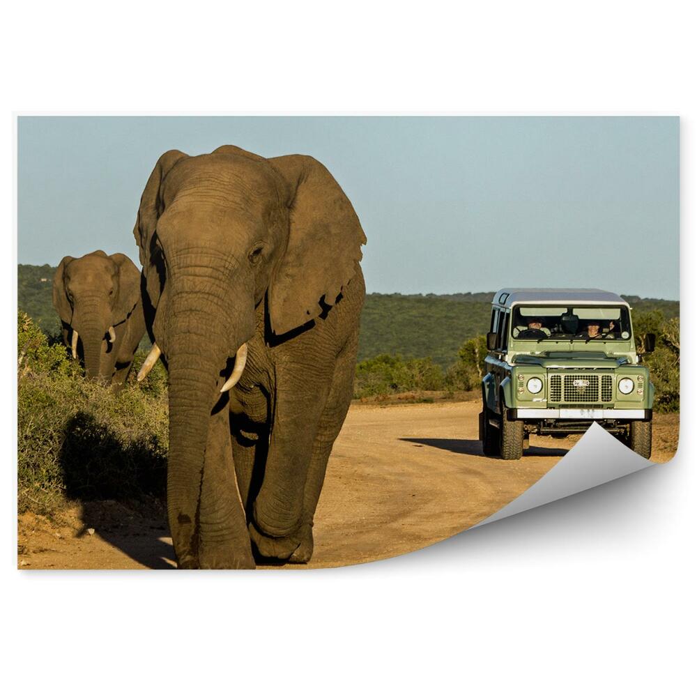 Samolepící fototapeta Žirafy zvířata vozidla silnice příroda krajina