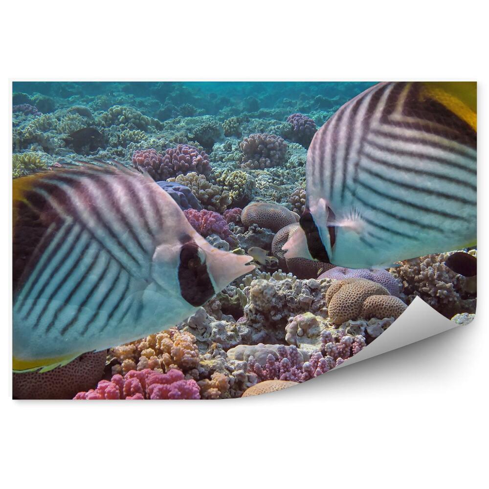 Fototapeta na zeď Rybí ústa pavího korálového útesu