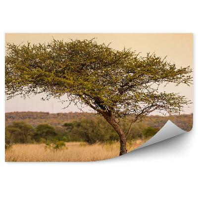 Fototapeta Kilimandžáro hora Afrika stromy rostliny tráva savana mraky nebe