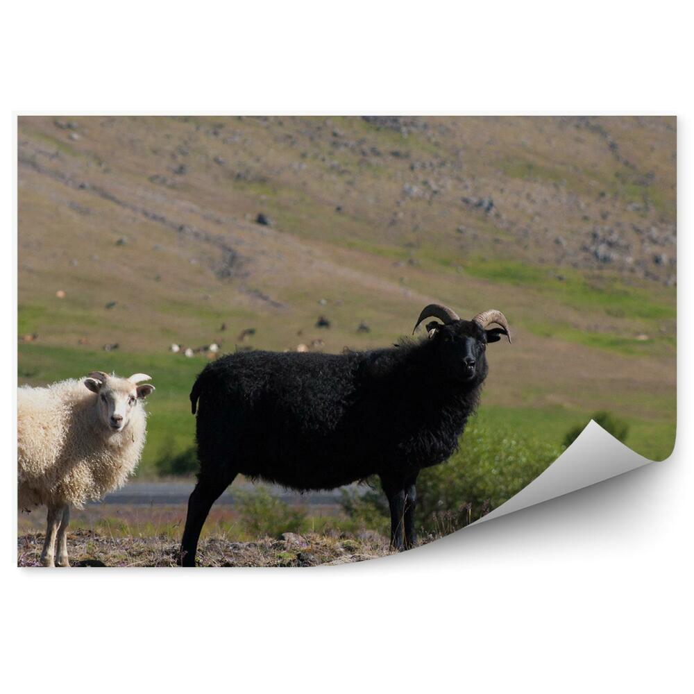 Fototapeta Černobílé ovce pole pastvina Island