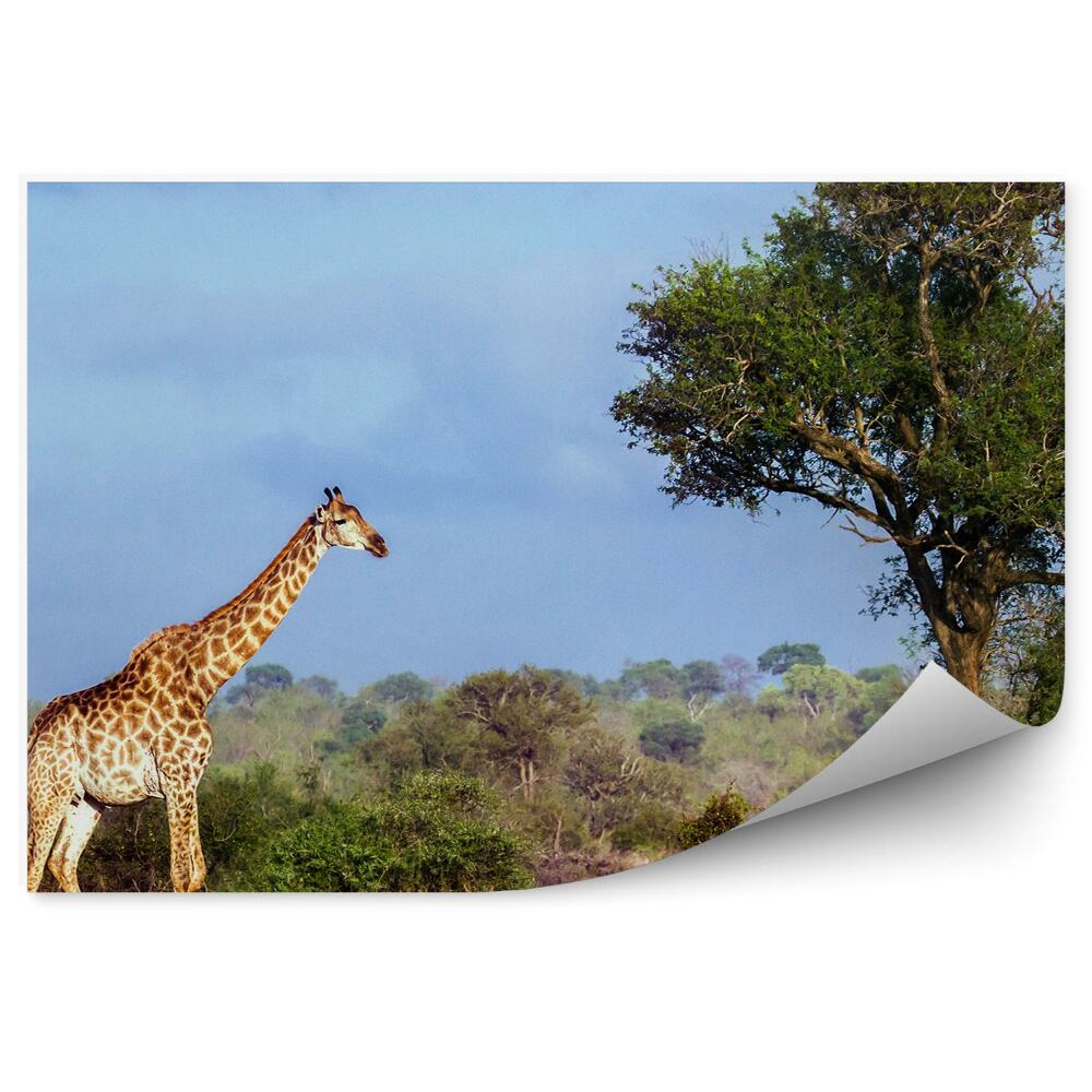Fototapeta na zeď Národní park žiraf Jihoafrická republika