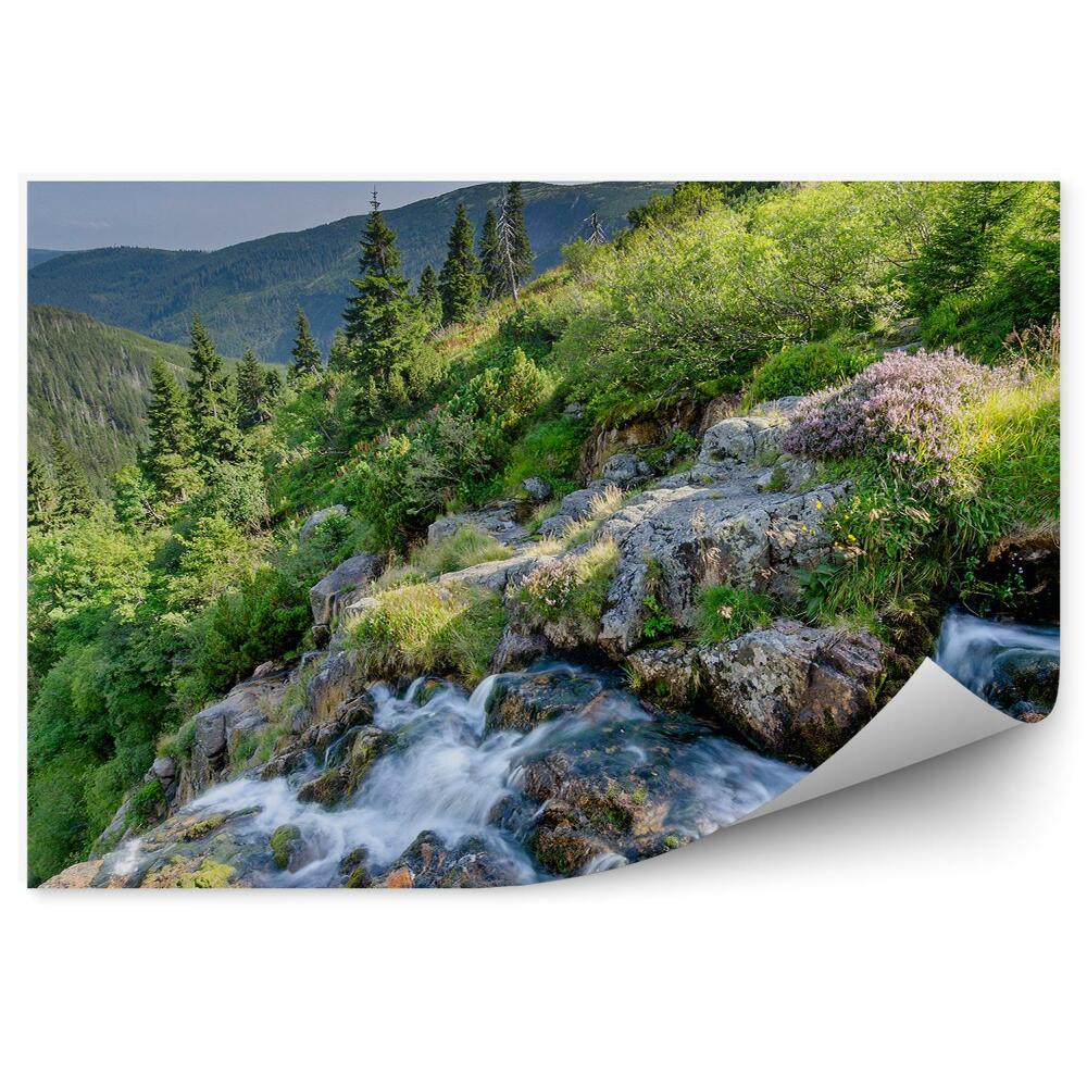 Fototapeta Sudety vánoční stromky hory lesy