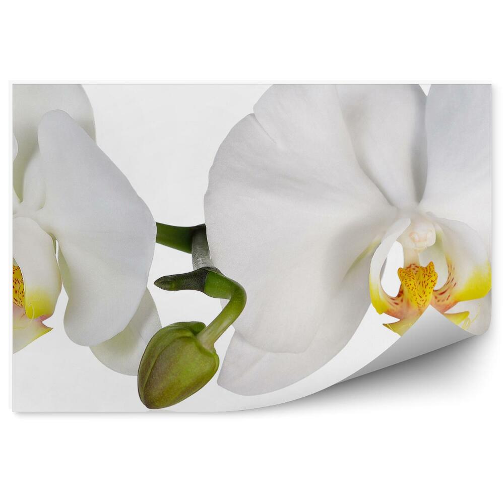 Samolepící fototapeta Bílé orchideje