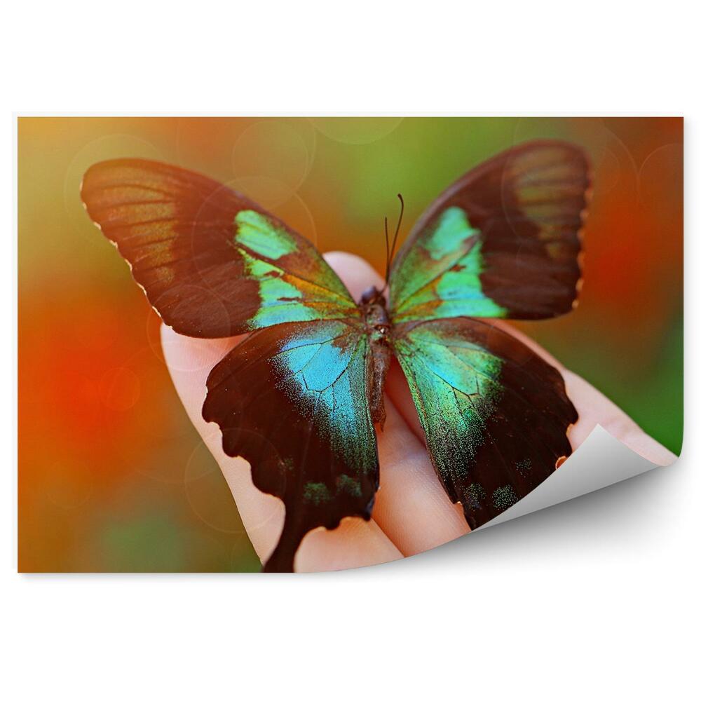 Fototapeta na zeď Samice ručně zbarvený černozelený motýl