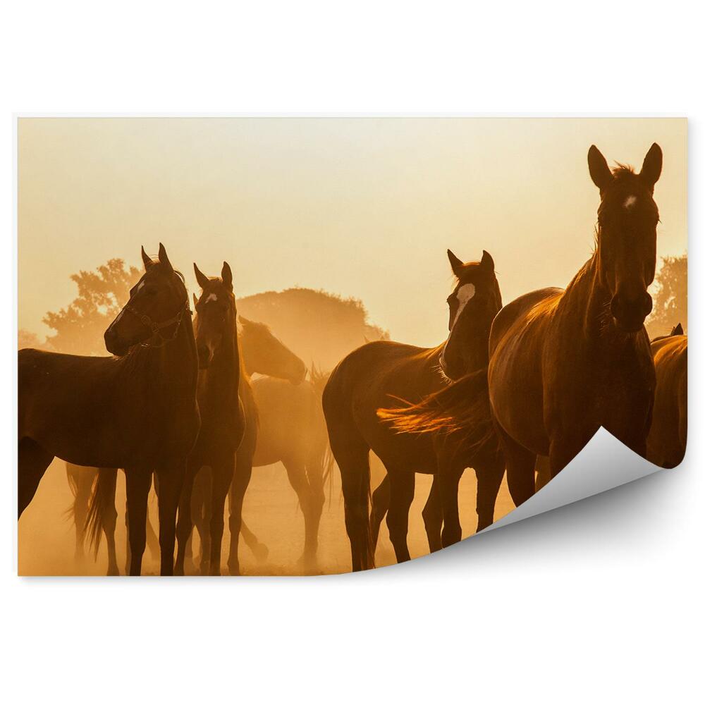 Fototapeta Sépie prach kouř stádo hnědých koní
