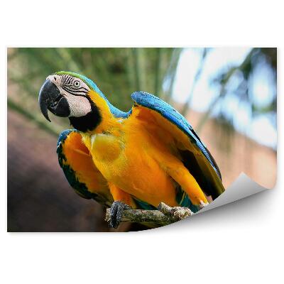 Fototapeta Papoušek ara se připravuje k letu