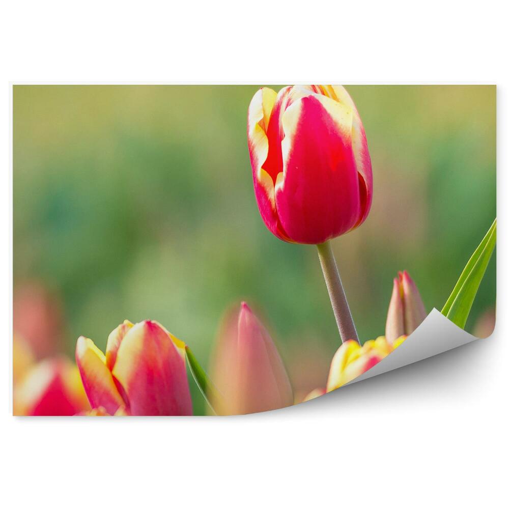 Fototapeta Barevné tulipány